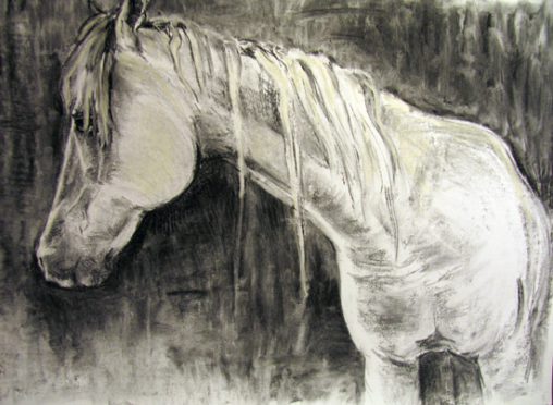 white horse wit paard